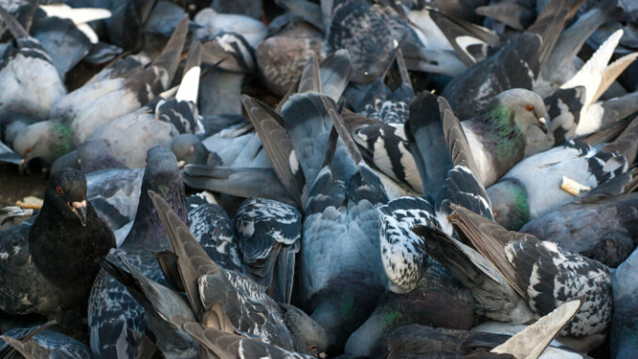 a whole lot of pigeons